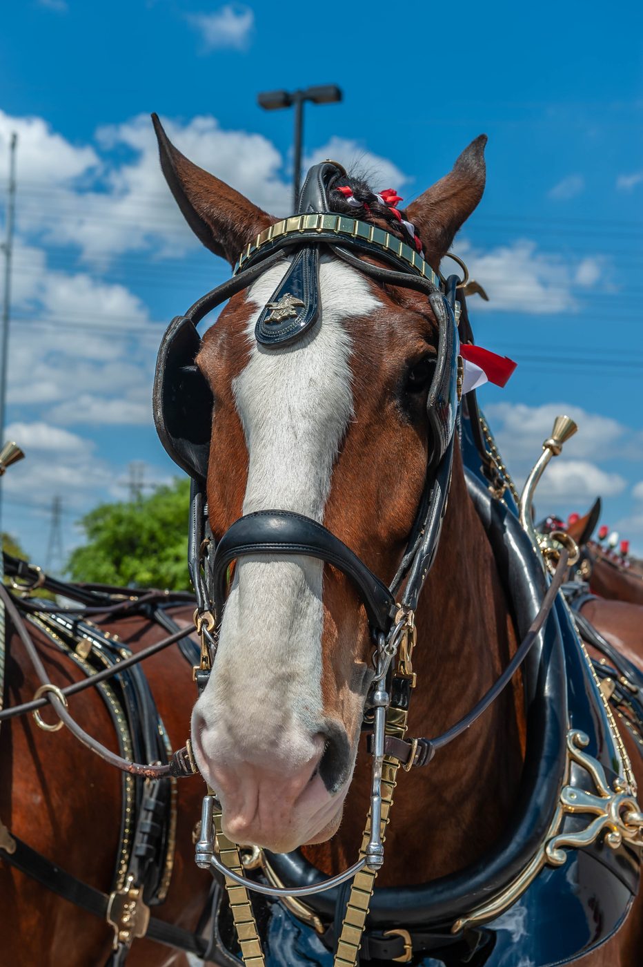 A close-up of a Clydesdale horse in full parade harness, shot by a real working photographer